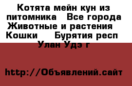 Котята мейн-кун из питомника - Все города Животные и растения » Кошки   . Бурятия респ.,Улан-Удэ г.